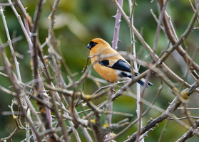 Orange Bullfinch (Pyrrhula aurantiaca) (2)