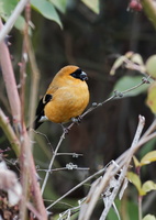 Orange Bullfinch (Pyrrhula aurantiaca) (3)