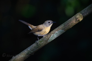 Pale-chinned Blue Flycatcher (Cyornis poliogenys) (1)