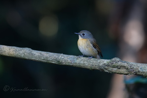 Pale-chinned Blue Flycatcher (Cyornis poliogenys) (2)