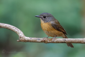 Pale-chinned Blue Flycatcher (Cyornis poliogenys)1 (1)