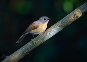 Pale-chinned Blue Flycatcher (Cyornis poliogenys)1 (2)