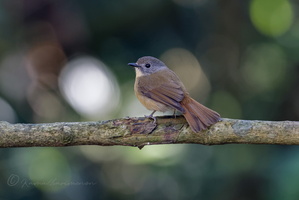 Pale-chinned Blue Flycatcher (Cyornis poliogenys)2 (1)