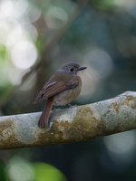 Pale-chinned Blue Flycatcher (Cyornis poliogenys)2 (2)