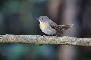 Pale-chinned Blue Flycatcher (Cyornis poliogenys)2 (3)