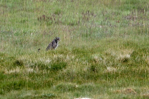 Pallas's cat (Otocolobus manul) (2)