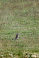 Pallas's cat (Otocolobus manul) (3)