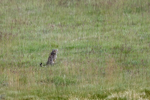 Pallas's cat (Otocolobus manul) (4)
