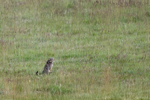 Pallas's cat (Otocolobus manul) (5)