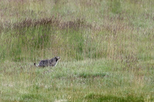 Pallas's cat (Otocolobus manul) (6)