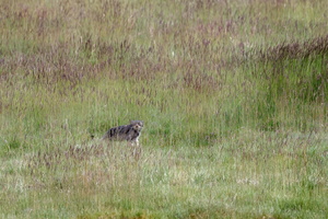 Pallas's cat (Otocolobus manul) (7)
