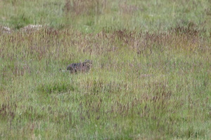 Pallas's cat (Otocolobus manul) (8)