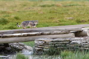 Pallas's cat (Otocolobus manul) (9)