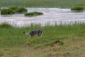 Pallas's cat (Otocolobus manul) (11)