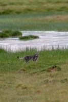 Pallas's cat (Otocolobus manul) (12)