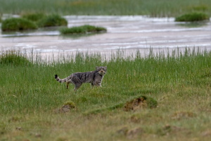 Pallas's cat (Otocolobus manul) (13)
