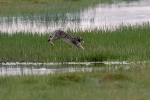 Pallas's cat (Otocolobus manul) (14)
