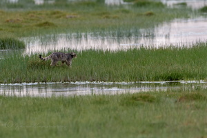 Pallas's cat (Otocolobus manul) (16)