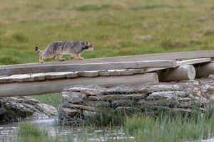 Pallas's cat (Otocolobus manul) (19)