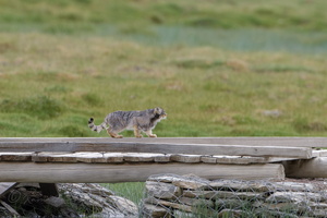 Pallas's cat (Otocolobus manul) (20)