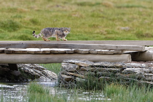 Pallas&#039;s cat (Otocolobus manul) (21)