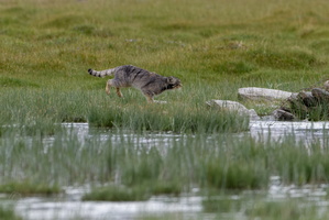 Pallas&#039;s cat (Otocolobus manul) (23)