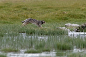 Pallas&#039;s cat (Otocolobus manul) (24)