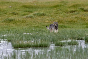 Pallas&#039;s cat (Otocolobus manul) (25)