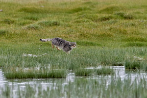 Pallas&#039;s cat (Otocolobus manul) (27)