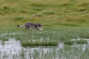 Pallas&#039;s cat (Otocolobus manul) (28)
