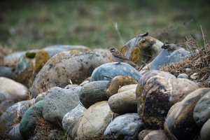 Pine Bunting (Emberiza leucocephalos)
