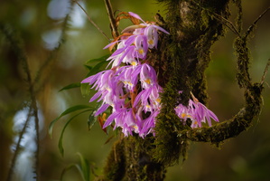 Pleione praecox