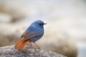 Plumbeous Water Redstart (Phoenicurus fuliginosus)