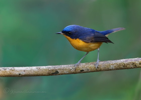Pygmy Blue-flycatcher (Ficedula hodgsoni) (1)