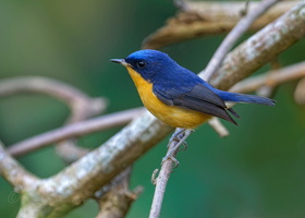 Pygmy Blue-flycatcher (Ficedula hodgsoni) (2)