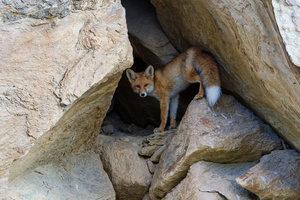 Red fox (Vulpes vulpes)