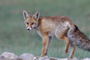 Red fox (Vulpes vulpes01) (1)