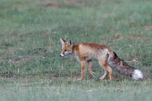 Red fox (Vulpes vulpes01) (2)