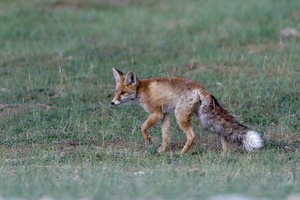Red fox (Vulpes vulpes01) (3)