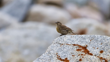 Red-fronted Rosefinch (Carpodacus puniceus) (1)