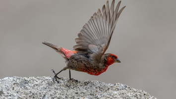 Red-fronted Rosefinch (Carpodacus puniceus) (2)