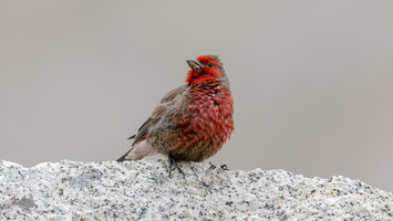 Red-fronted Rosefinch (Carpodacus puniceus)01 (1)