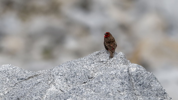 Red-fronted Rosefinch (Carpodacus puniceus)01 (2)