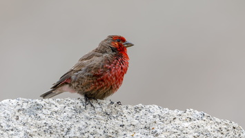 Red-fronted Rosefinch (Carpodacus puniceus)01 (3)