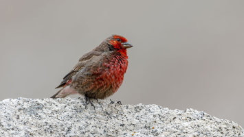 Red-fronted Rosefinch (Carpodacus puniceus)01 (4)