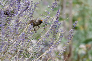 Red-fronted Serin (Serinus pusillus) (1)