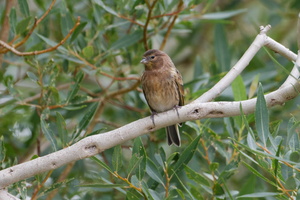 Red-fronted Serin (Serinus pusillus) (2)