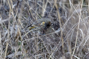 Red-fronted Serin (Serinus pusillus)