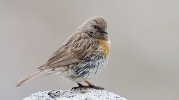 Robin Accentor (Prunella rubeculoides)  (1)