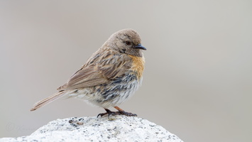Robin Accentor (Prunella rubeculoides)  (2)